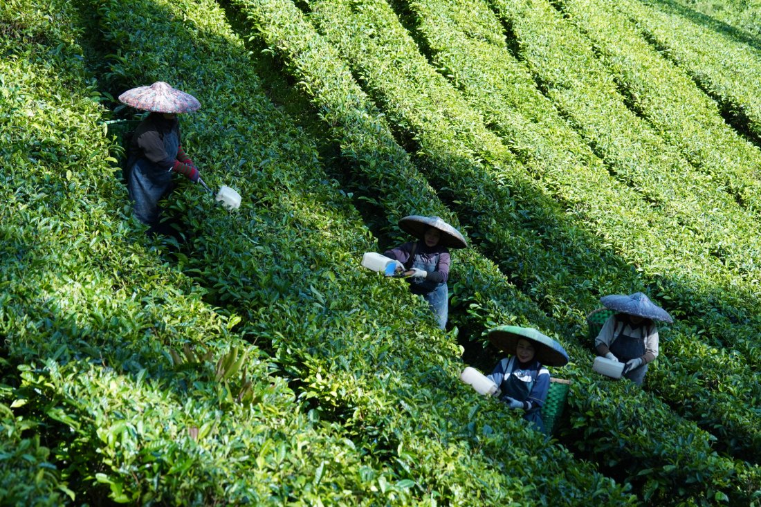 茶园采茶